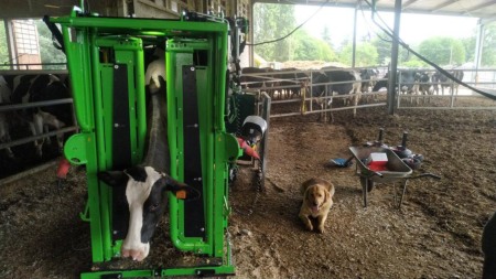 Stand trimaj ongloane vaci, model KVK 800-1, Heavy-Duty, complet automatizat [13]