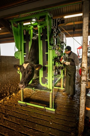 Stand trimaj ongloane vaci, model KVK 800-1, Heavy-Duty, complet automatizat [7]