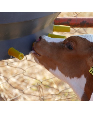 Tetine Milk Bar cu orificiu special, galbene, pentru colostru vitei, set 10 bucati [6]