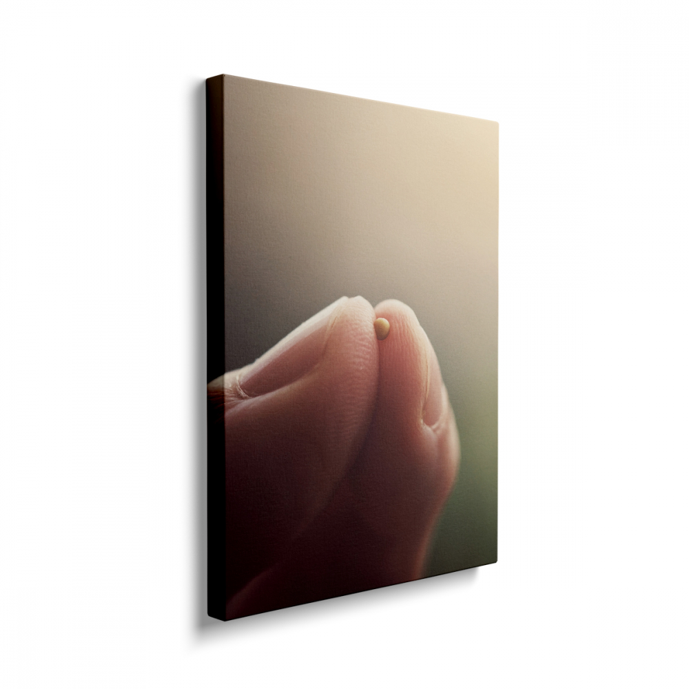 Tablou Canvas Bobul de Muștar [2]