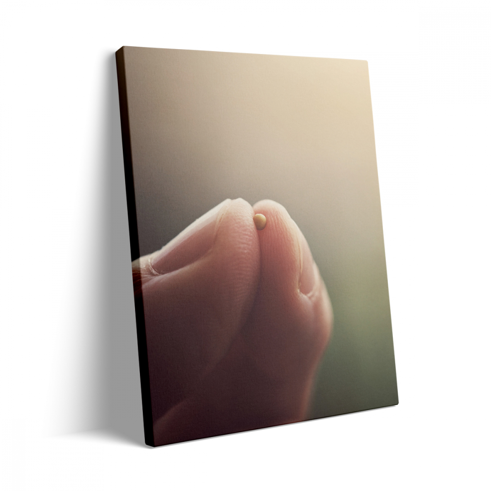 Tablou Canvas Bobul de Muștar [3]