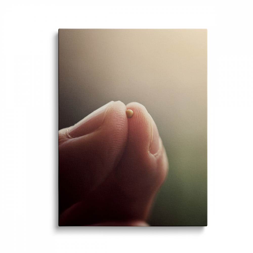 Tablou Canvas Bobul de Muștar [1]