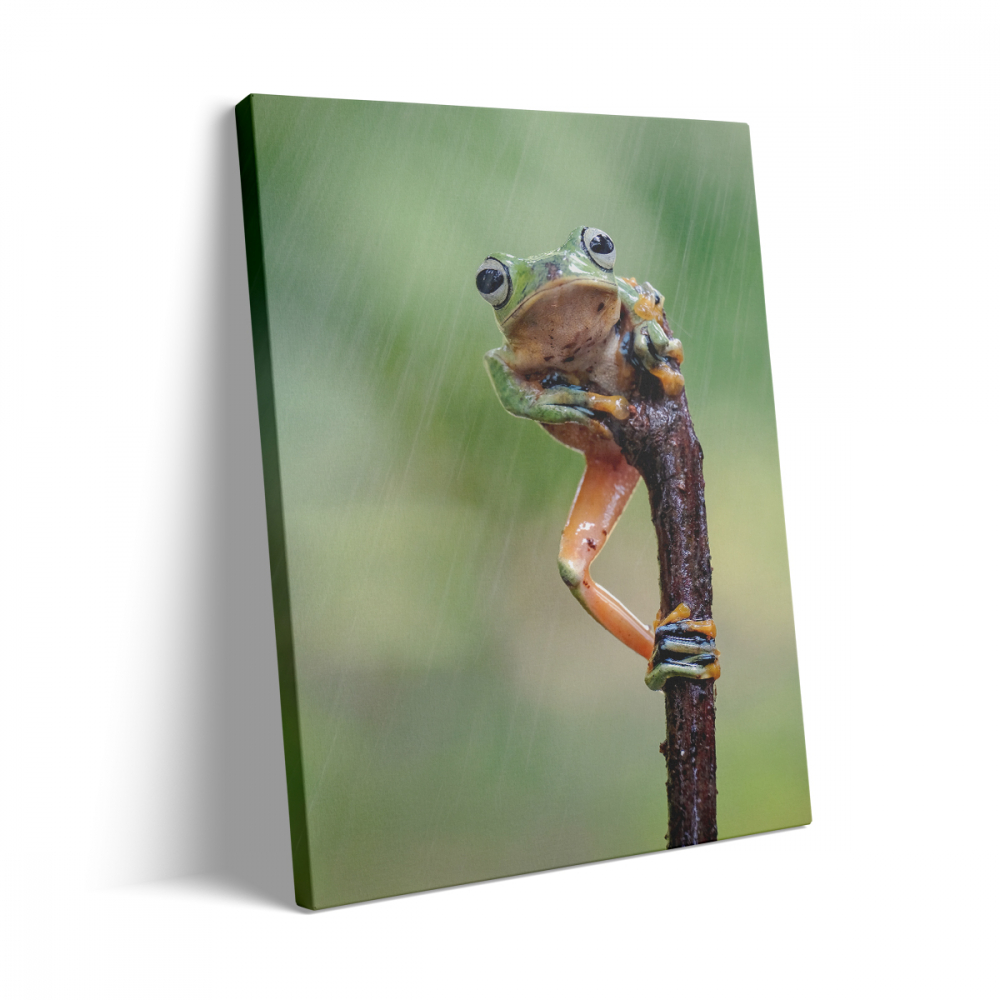 Tablou Canvas Brotac [3]