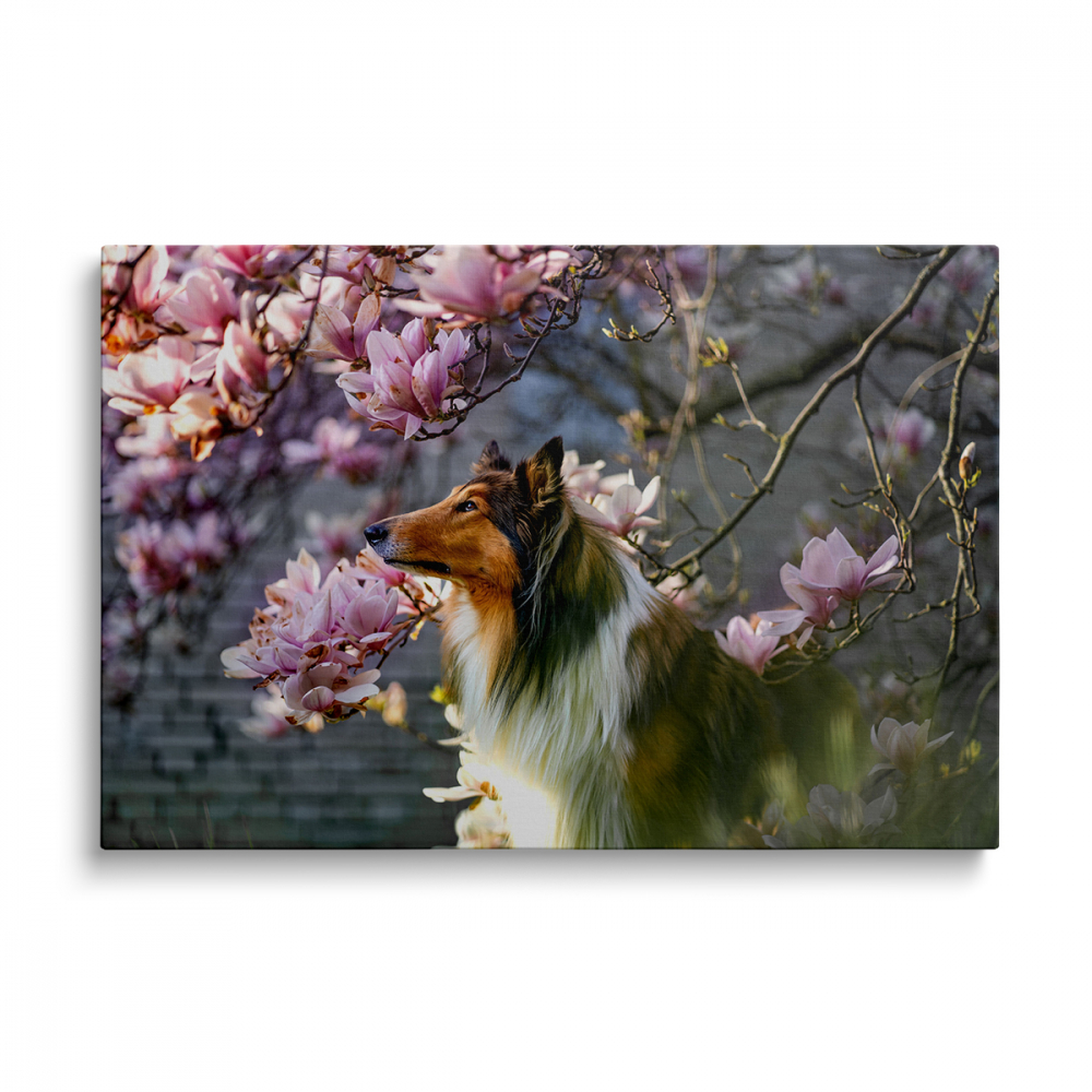 Tablou Canvas Collie Dog [1]