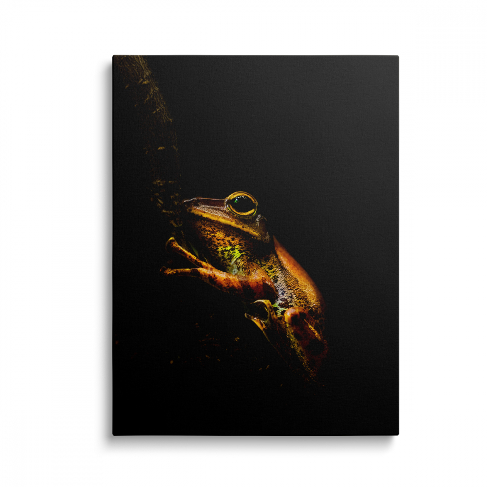 Tablou Canvas Frog in the Dark [1]