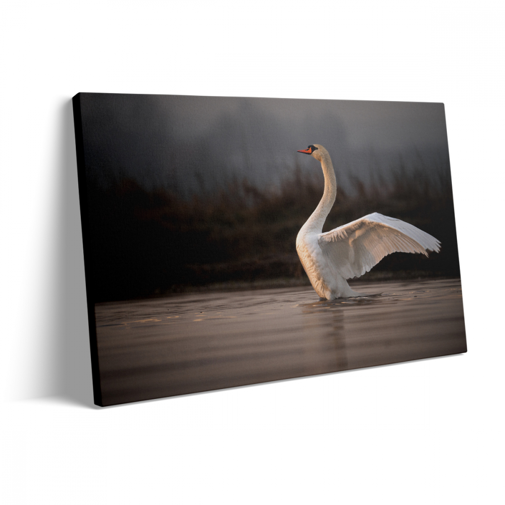 Tablou Canvas Lebăda Albă [3]