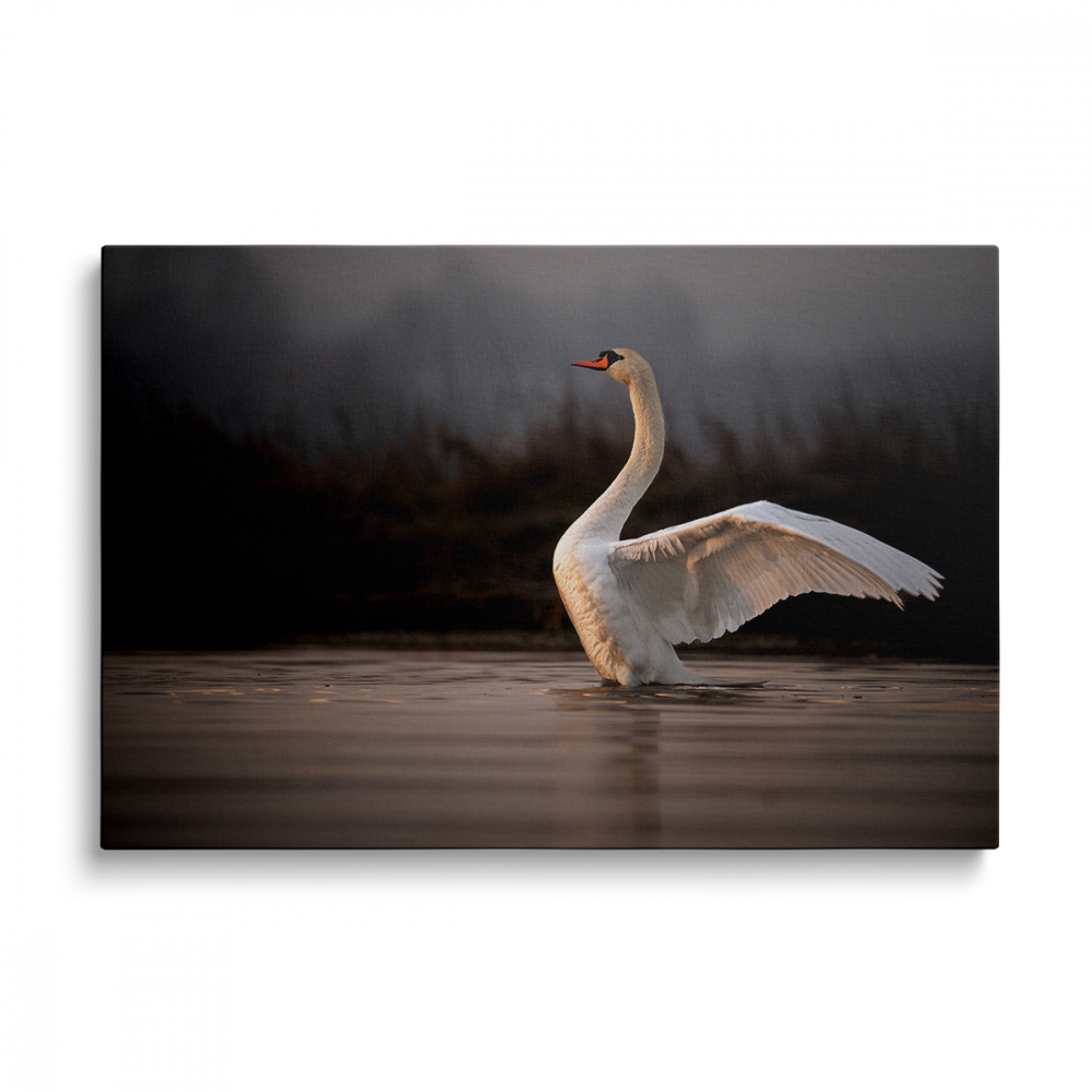 Tablou Canvas Lebăda Albă [1]