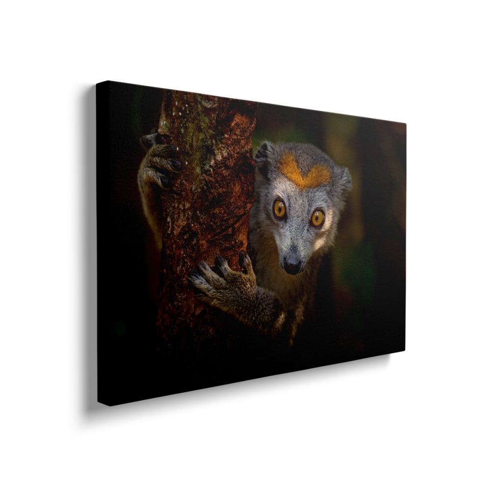 Tablou Canvas Lemur Perched [2]