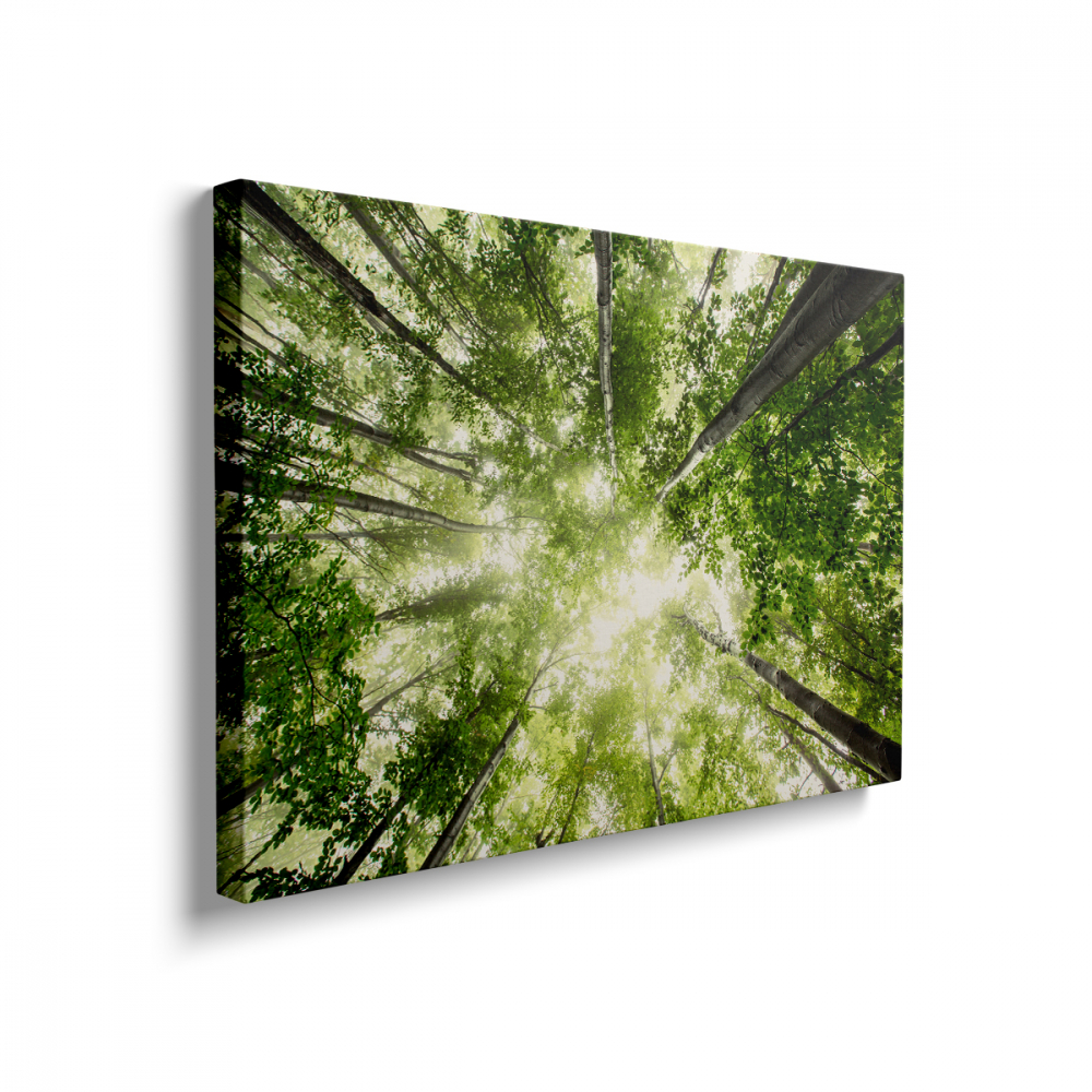 Tablou Canvas Pădure luxuriantă [2]