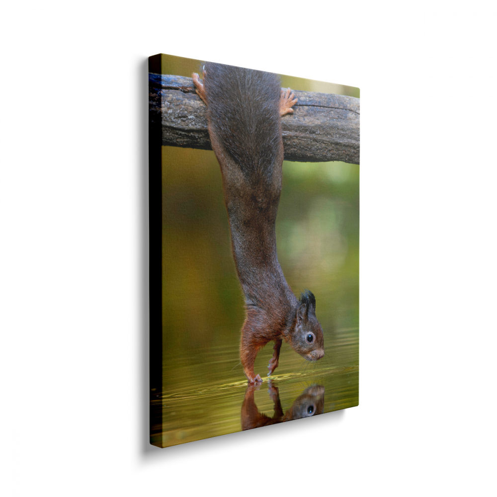 Tablou Canvas Veverița [2]