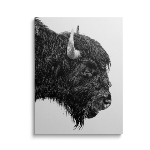 Tablouri Canvas Animale - Tablou Canvas Bizon Alb Negru