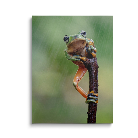 Tablouri Canvas Animale - Tablou Canvas Brotac