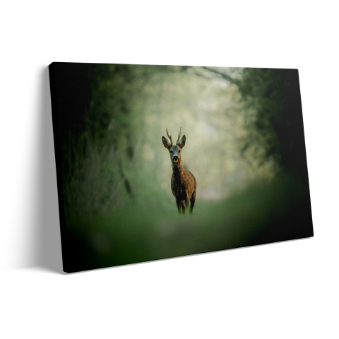 Tablou Canvas Cerb în pădure 2 [2]