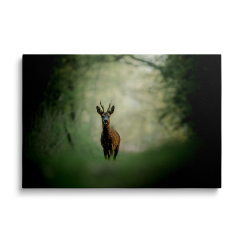 Tablouri Canvas Animale - Tablou Canvas Cerb în pădure 2