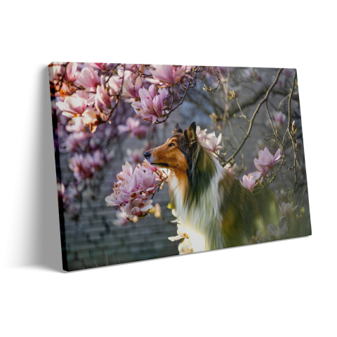 Tablou Canvas Collie Dog [2]