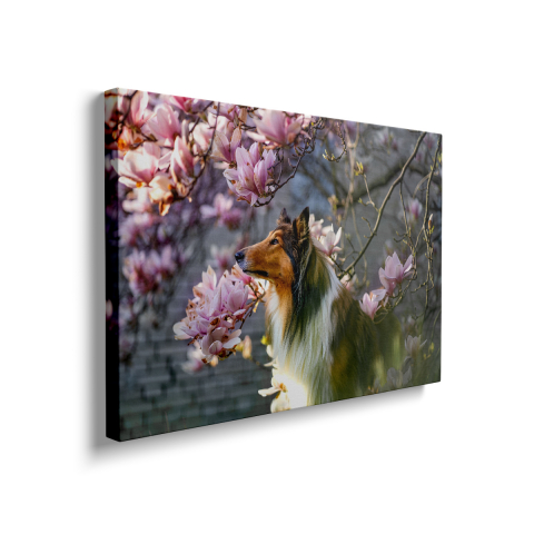 Tablou Canvas Collie Dog [1]