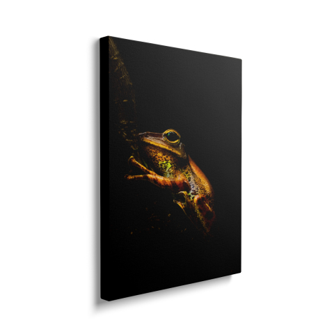 Tablou Canvas Frog in the Dark [1]
