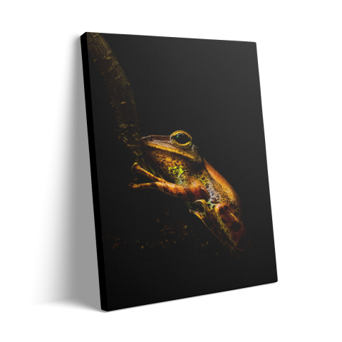 Tablou Canvas Frog in the Dark [2]