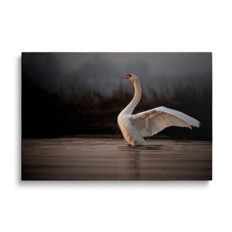 Tablouri Canvas Animale - Tablou Canvas Lebăda Albă