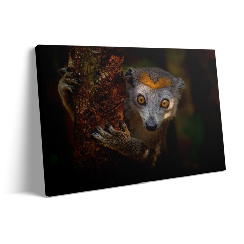 Tablou Canvas Lemur Perched [2]