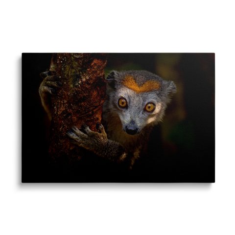 Tablouri Canvas - Tablou Canvas Lemur Perched
