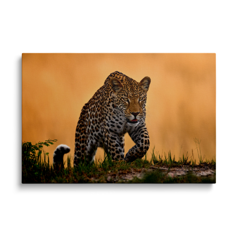 Tablouri Canvas - Tablou Canvas Leopard Moves