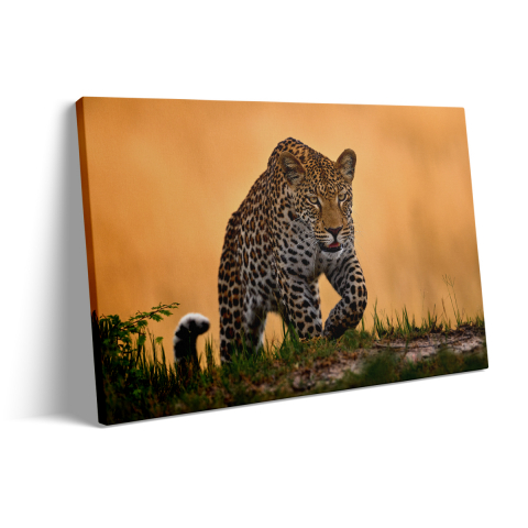 Tablou Canvas Leopard Moves [2]