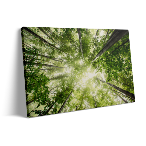 Tablou Canvas Pădure luxuriantă [2]