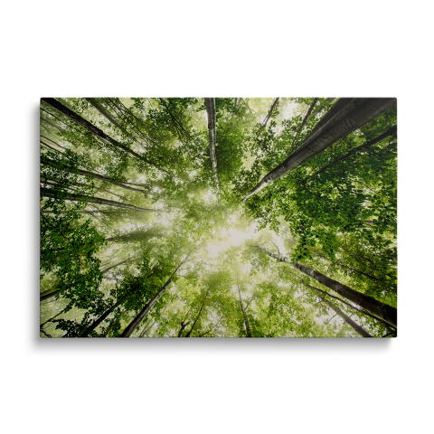 Tablouri Canvas - Tablou Canvas Pădure luxuriantă