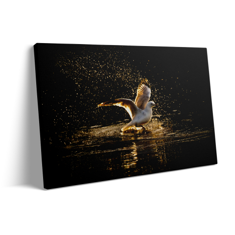 Tablou Canvas Pescăruș [2]