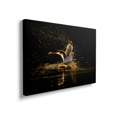 Tablou Canvas Pescăruș [1]