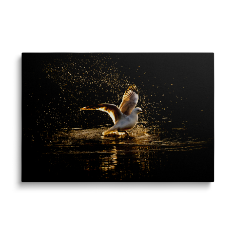 Tablouri Canvas Animale - Tablou Canvas Pescăruș