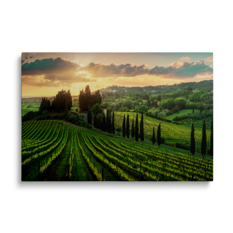 Tablouri Canvas Natura - Tablou Canvas Podgorii la Apus