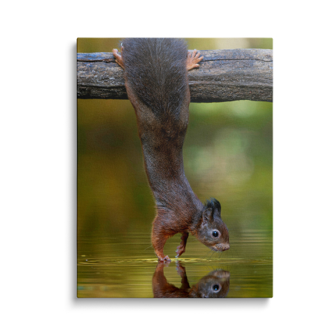 Tablouri Canvas Animale - Tablou Canvas Veverița