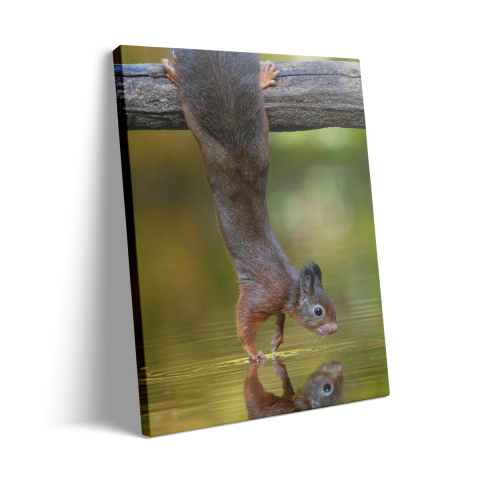 Tablou Canvas Veverița [2]