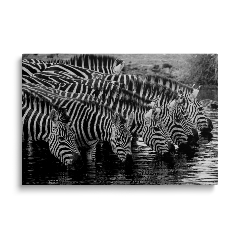 Tablouri Canvas - Tablou Canvas Zebras Drinking Water