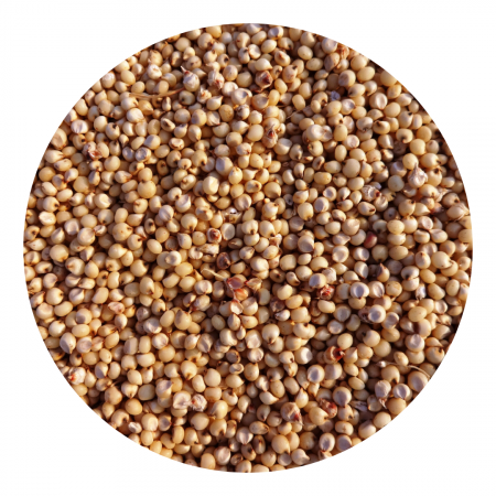 Other seeds - Sorghum