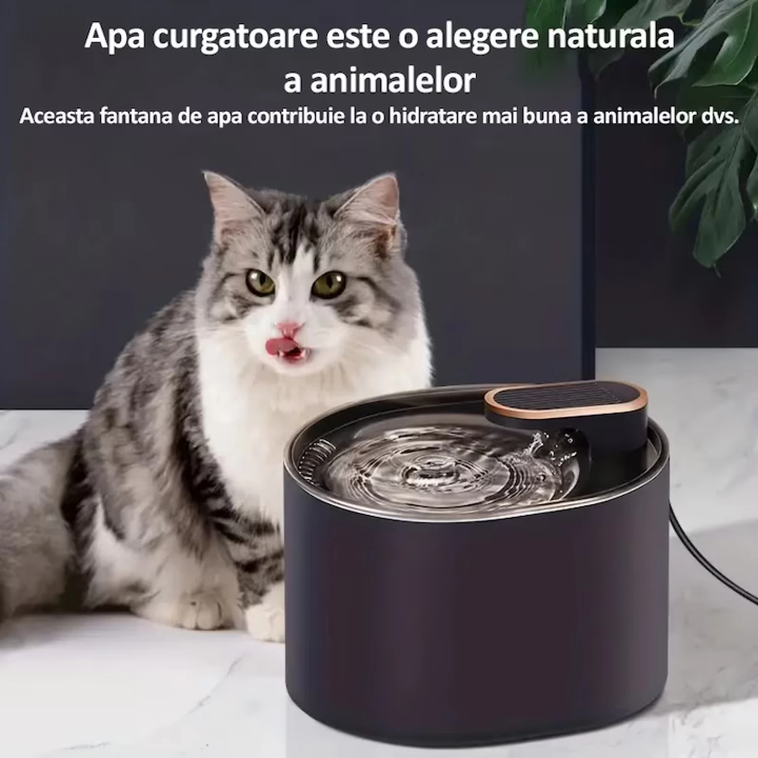 https://www.deals21.ro/continut/produse/217/1500/dispenser-apa-automat-premium-tip-fantana-purificare-si-filtrare-cu-carbuni-activi-pentru-pisici-si-caini-model-silentios-led-luminos-albastru-placut-3l-adaptor-priza-negru-plastic_1376.webp [11]