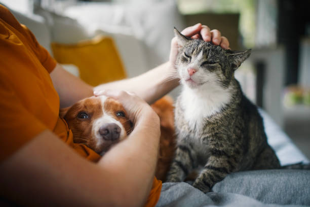 🐾 De ce este esențială deparazitarea externă la câini și pisici? Protejează-ți animalul de purici și căpușe
