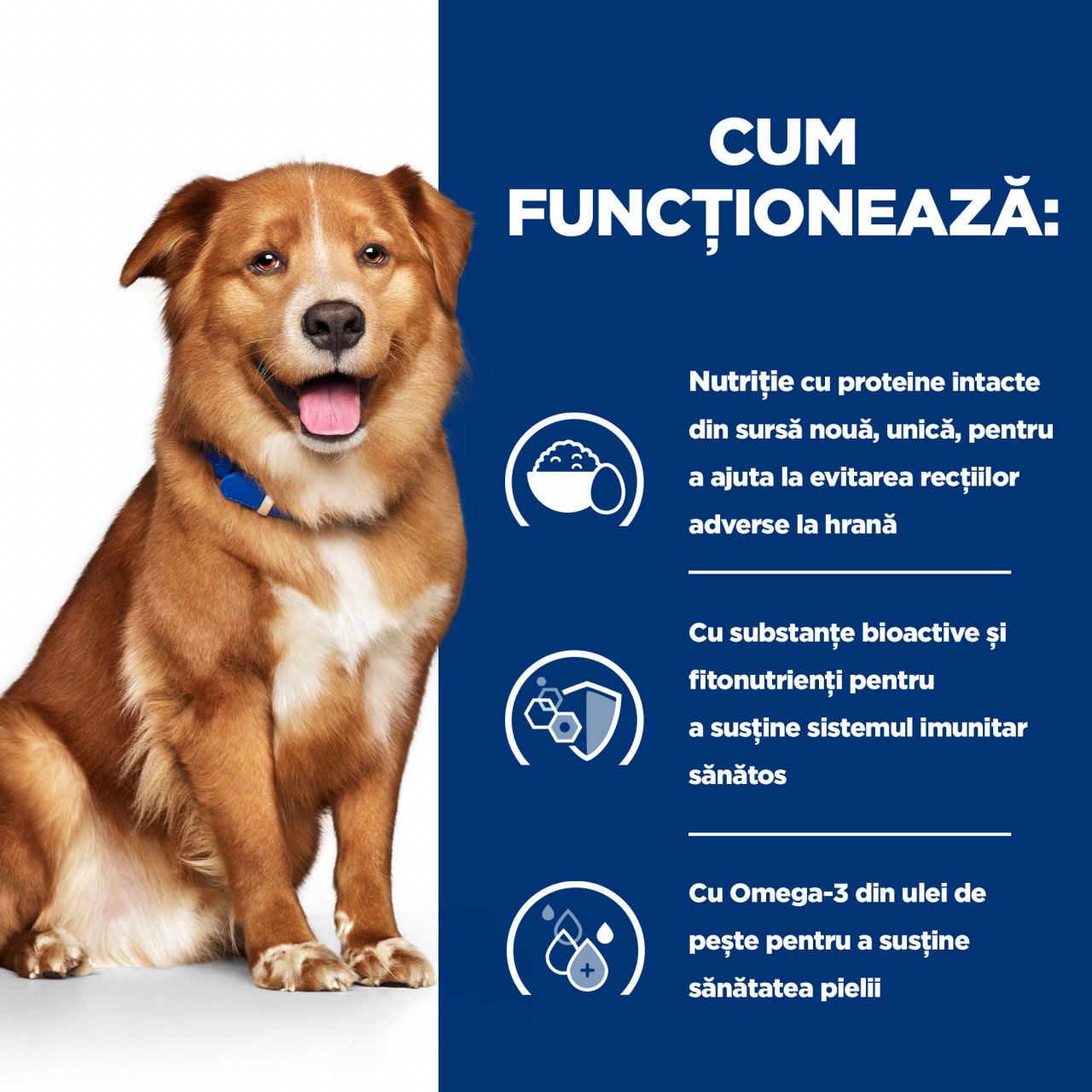 1.5 kg Hill's PD Canine Derm Complete, hrana dietetica pentru caini cu probleme dermatologice [7]