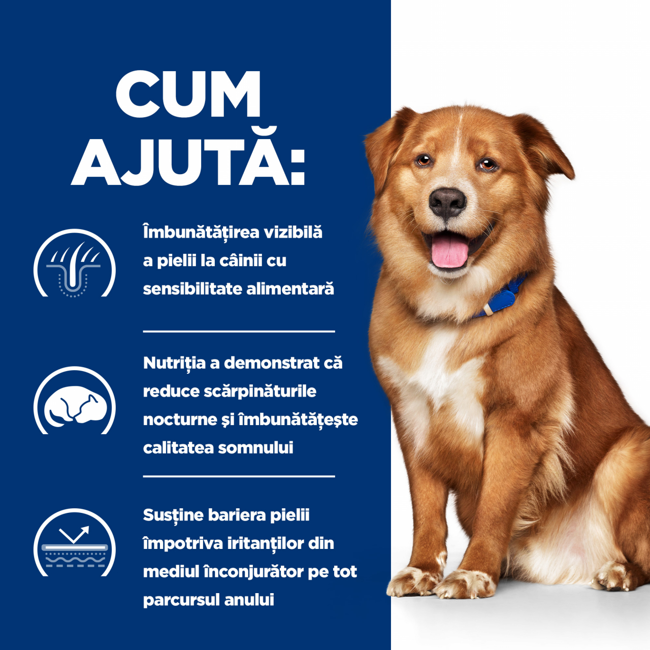 1.5 kg Hill's PD Canine Derm Complete, hrana dietetica pentru caini cu probleme dermatologice [6]