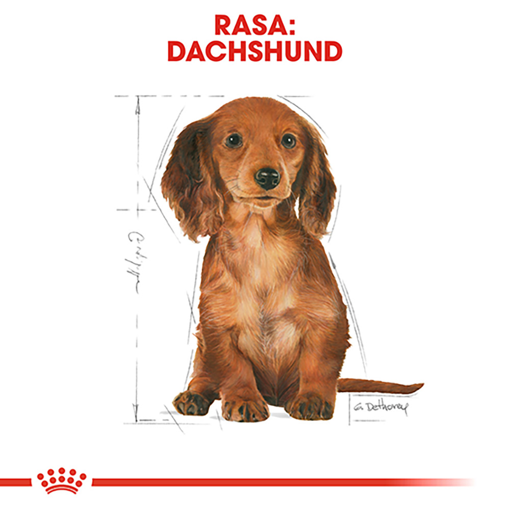 1.5 kg Royal Canin Dachshund Puppy hrana uscata caine junior Teckel [6]