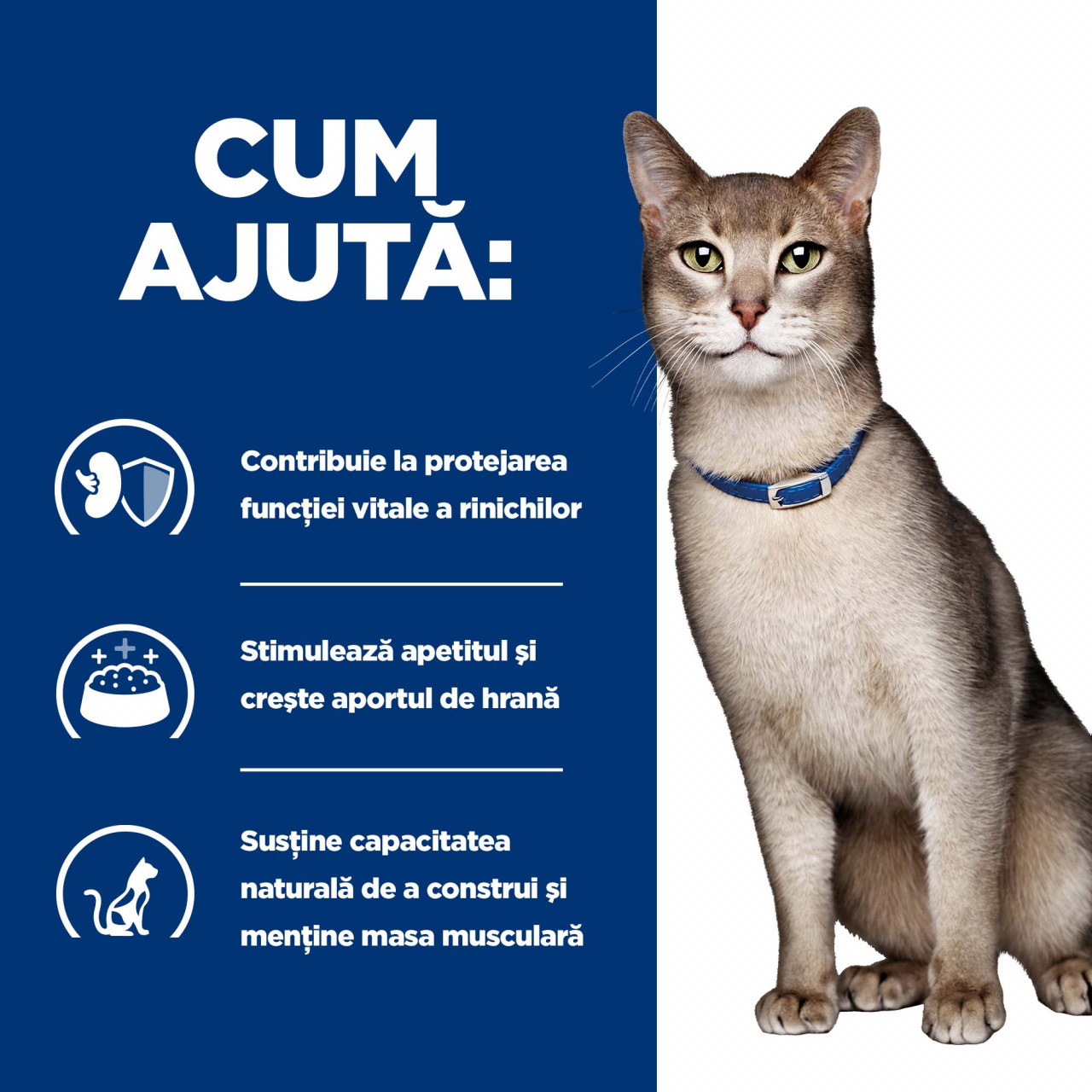 1.5kg Hill's PD Feline K/D, hrană uscată dietă veterinară pentru pisici cu probleme renale [3]
