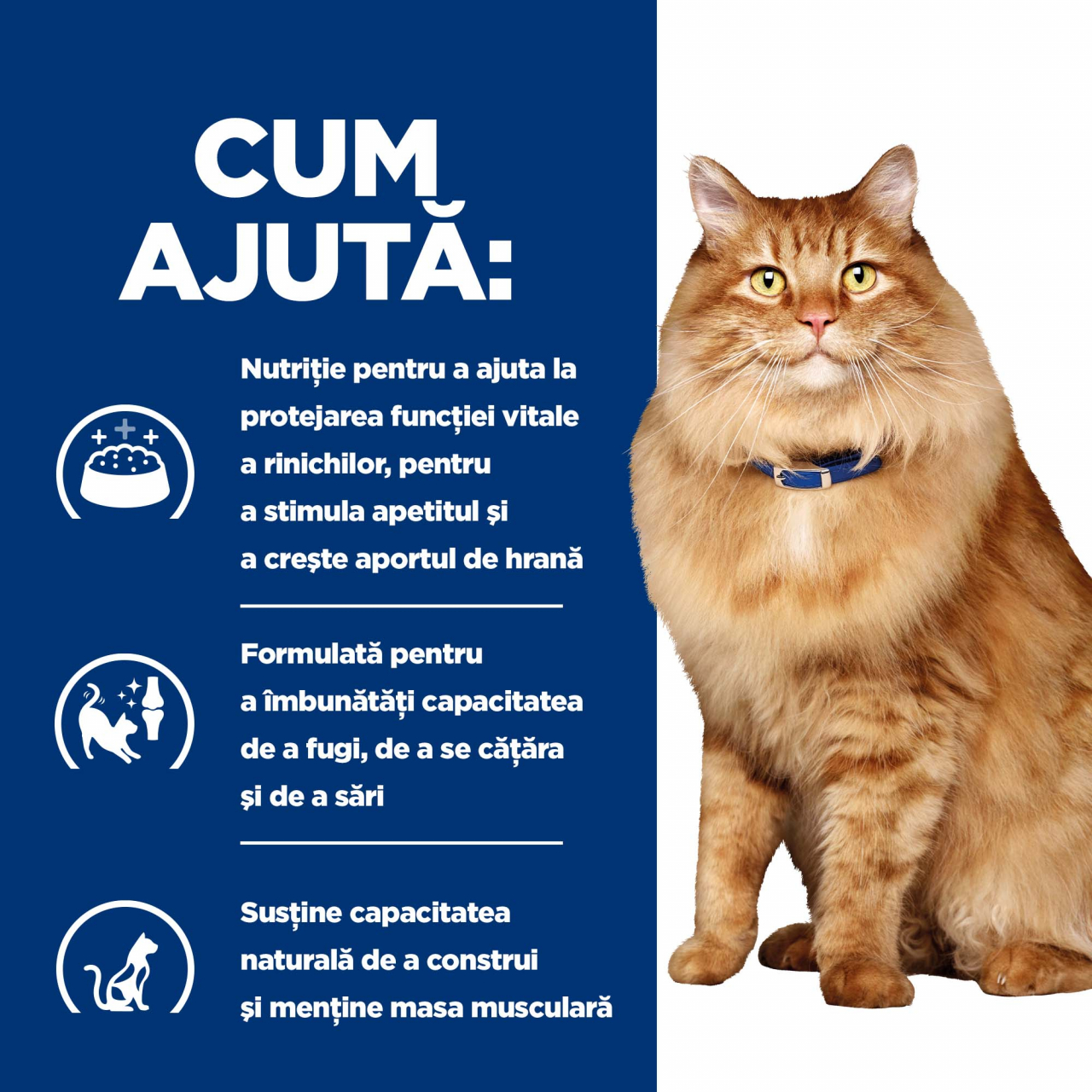 1.5kg Hill's PD Feline K/D + Mobility, hrană uscată dietă veterinară pentru pisici cu probleme renale [8]