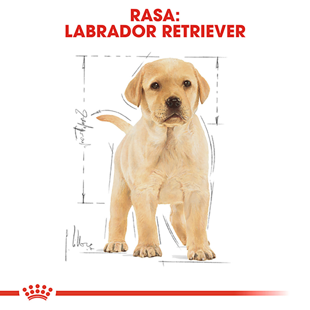 12 kg Royal Canin Labrador Puppy hrana uscata caine junior [6]