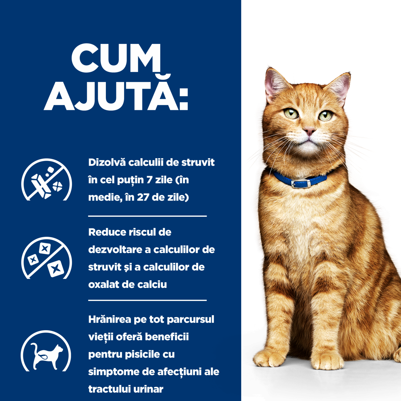 8kg Hill's PD Feline C/D Chicken, hrană uscată pentru pisici cu probleme urinare [6]