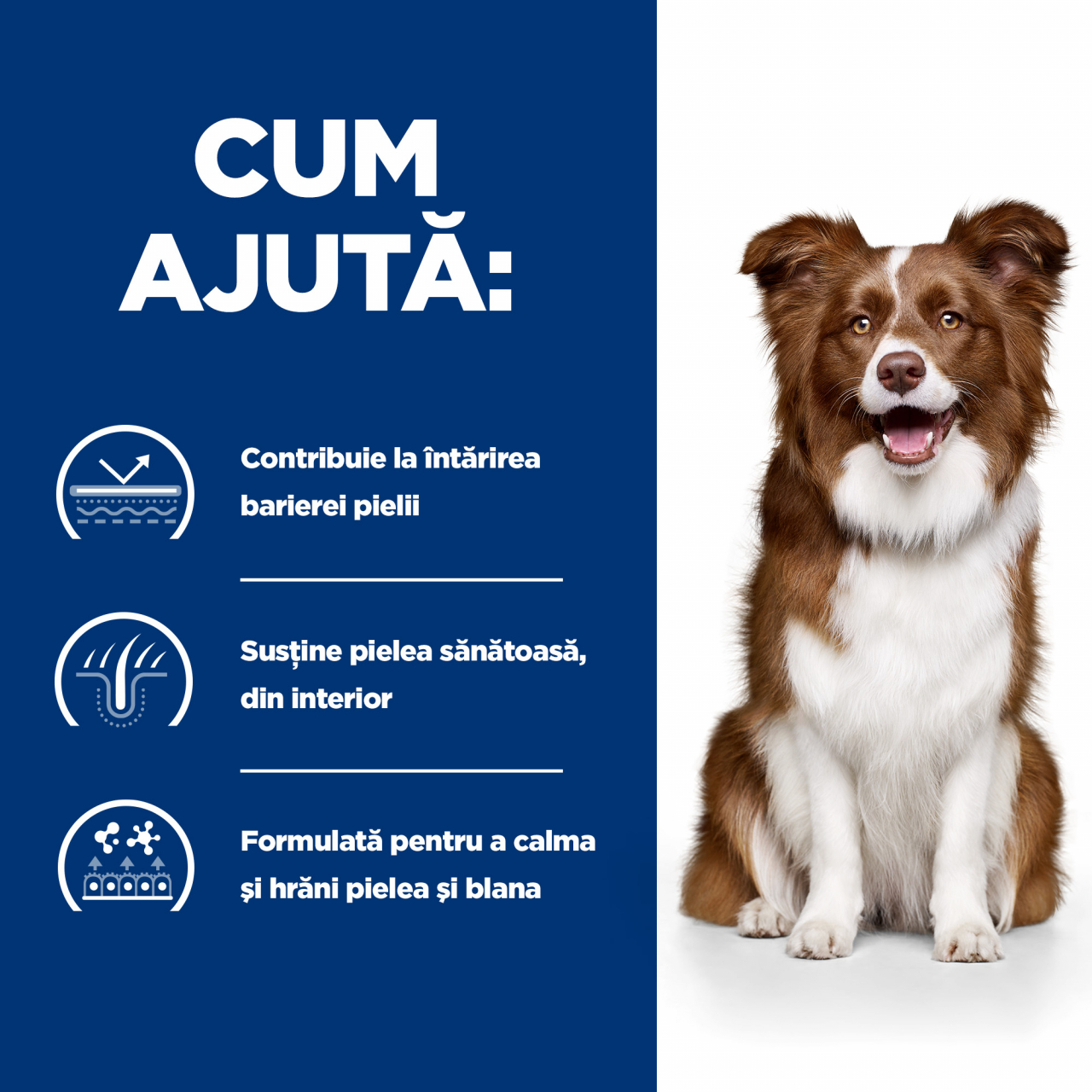 Hill's PD Canine Derm Defense 1.5 kg, hrană uscată dietă veterinară pentru câini cu probleme dermatologice [5]