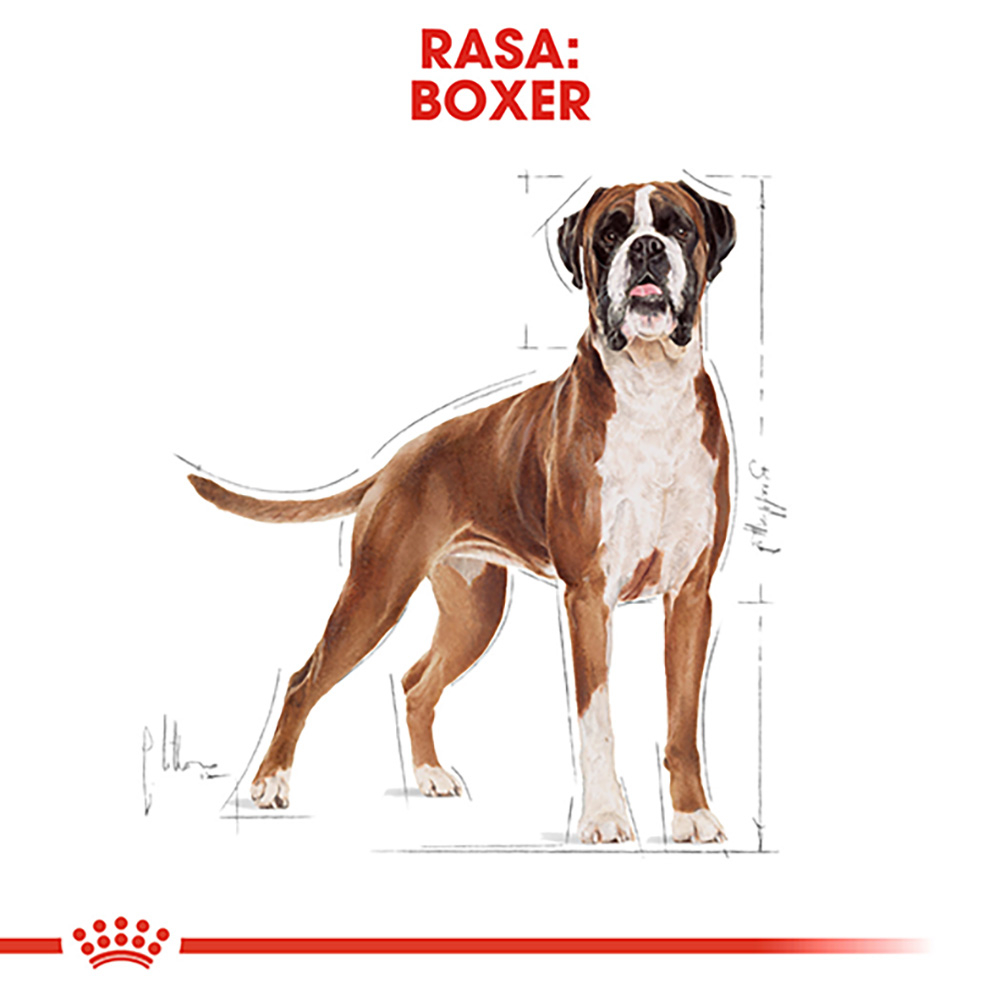 Royal Canin Boxer Adult hrana uscata caine, 12 kg [3]