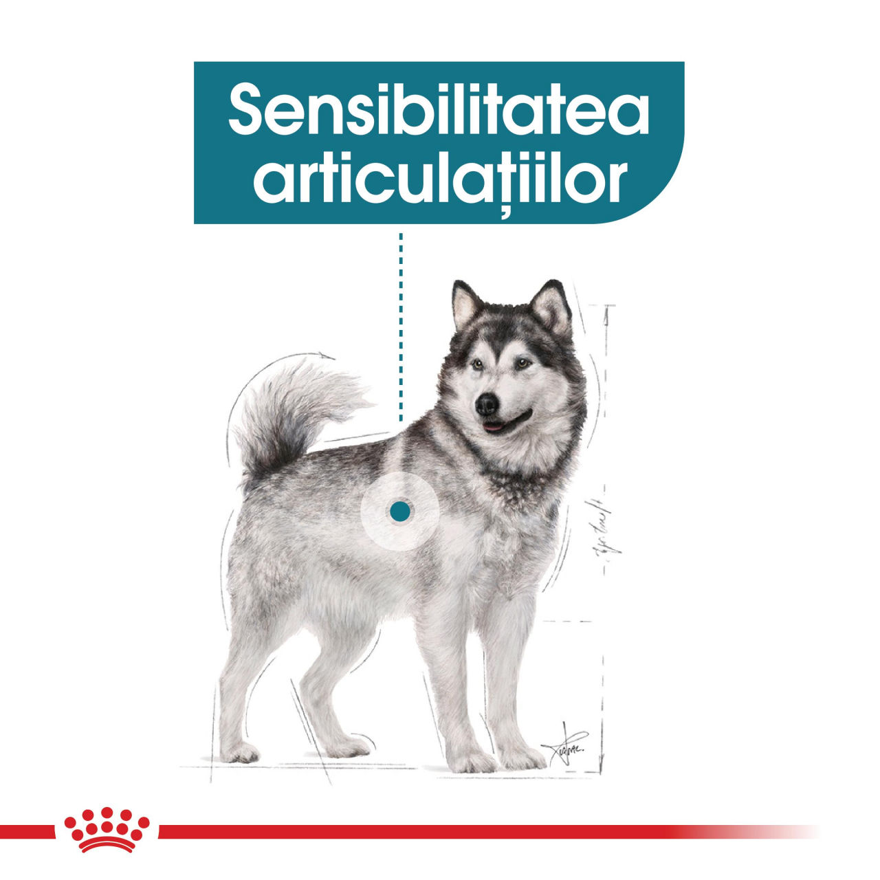 Royal Canin Maxi Joint Care Adult hrana uscata caine pentru ingrijirea articulatiilor, 10 kg [3]