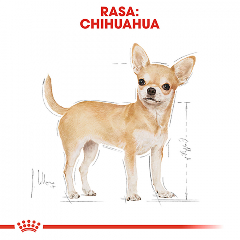 1.5 kg Royal Canin Chihuahua Adult hrana uscata caine [2]